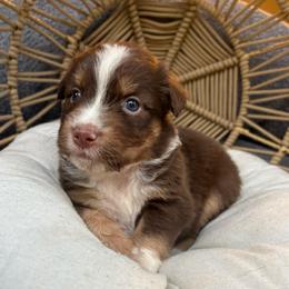 Lilo - Red tri-color female Australian Shepherd puppy in Grants Pass, Oregon from Carmel Mountain Aussies