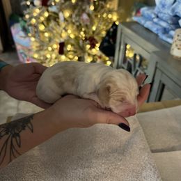 Jack (Jack Frost) - Lemon and white male Basset Hound puppy in Gulf Breeze, Florida from Breeze Basset Hounds