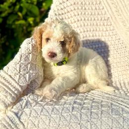 Sleepy - Parti male Goldendoodle puppy in Stockton, California from Port City Doodles