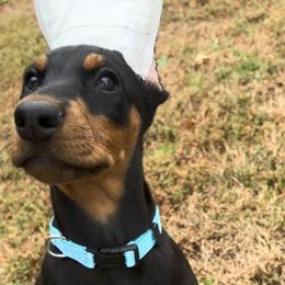 Girl 1 - Black and rust female Doberman Pinscher puppy in Centralia, Missouri from TopSpots Farm