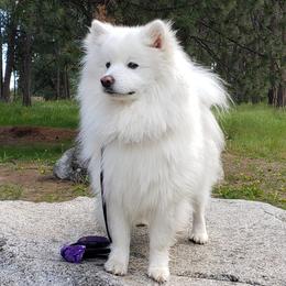 Finn - American Eskimo Dog