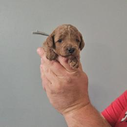 Sapphire- Grey collar - Red female Cavapoo puppy in South Jordan, Utah from Lucky Doodle Pups