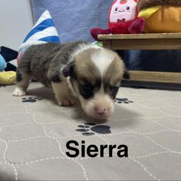 Sierra - Red female Pembroke Welsh Corgi puppy in Apison, Tennessee from Ashmore Corgis