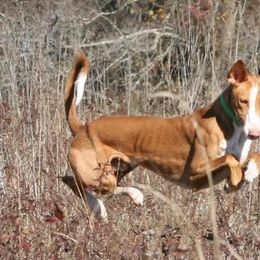 Afghan Hounds and Ibizan Hounds from Acires Sighthounds