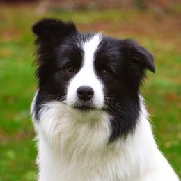 Cerberus - Border Collie