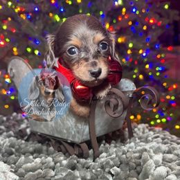 Wilma - Blue and tan female Dachshund puppy in Adamsville, Tennessee from Shiloh Ridge Dachshunds