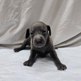 Buzz - Blue male Italian Greyhound puppy in Newalla, Oklahoma from Heartland Iggys