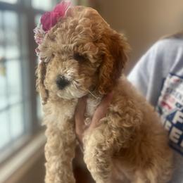 Cockapoo Puppies from Ham’s Cockapoos