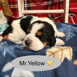 Mr. Yellow - Black brown and white male Basset Hound puppy in Lagrange, Georgia from Tall Oak Bassets