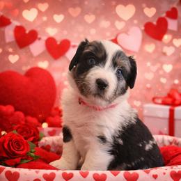 Valentine - Blue merle female Australian Shepherd puppy in Harrah, Oklahoma from Kamm's Aussies