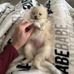 Pomeranian Puppies from Mac Daddy Poms