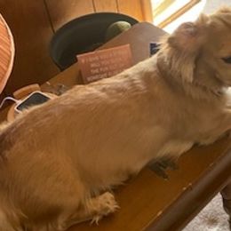 Dachshunds from Dashing Dachshunds n Texas