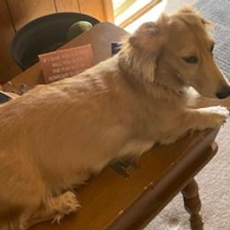 Dachshunds from Dashing Dachshunds n Texas
