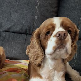 Cocker Spaniels from Lucky Doodle Creations