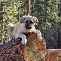 Central Asian Shepherd Dog and Kangal Puppies from VSH Kangal Dogs