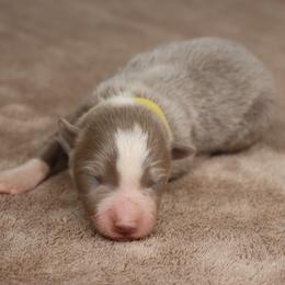 Yellow Collar - Lilac female Border Collie puppy in Courtland, Alabama from C Bar C Ranch Border Collies