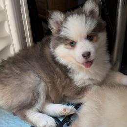 Sisco - Male - Blue male Pomsky puppy in Hurleyville, New York from My Crazy Pomskys