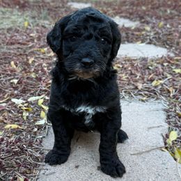 Snowflake - Black female Goldendoodle puppy in Monument, Colorado from Colorado Dreamin Doodles
