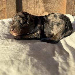 Rose - Blue merle female Aussiedoodle puppy in Eastland, Texas from H5 Mini Doodles