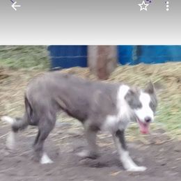 Border Collie Puppies from Lone Wolf Ranch