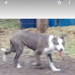 Border Collie Puppies from Lone Wolf Ranch