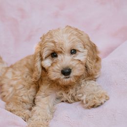 Goldendoodle and Poodle Puppies from Desert Born Kennel