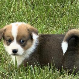 Laredo - Red male Pembroke Welsh Corgi puppy in Hillsville, Virginia from Bonderosa Kennels