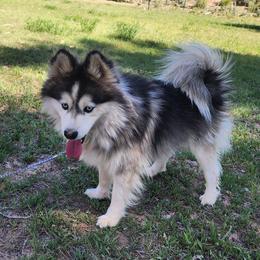 Teddy - Pomsky