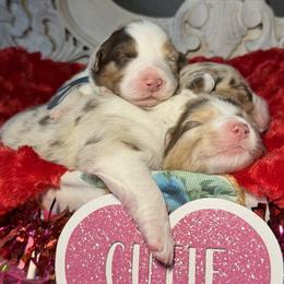 Australian Shepherd puppies from Cascade Australian Shepherds