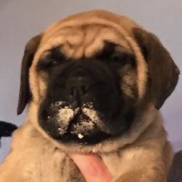 Bullmastiffs from Homestead Bullmastiff’s