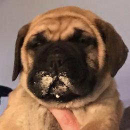 Bullmastiffs from Homestead Bullmastiff’s