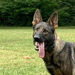 German Shepherd All Grown Up from Delaney Working Dogs