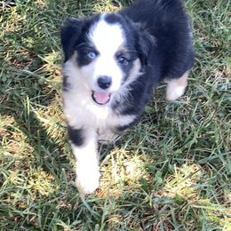 Australian Shepherd and Miniature American Shepherd Puppies from Tanya Strickland