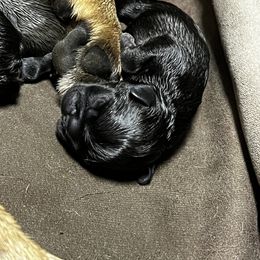 French Bulldog Puppies from Ayala’s