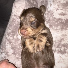 Cupid - Chocolate and cream male Dachshund puppy in Cooper, Texas from Sassy Kat’s Dachshunds