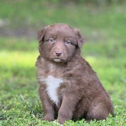 Monopoly - Red & white male Australian Shepherd puppy in Argyle, Iowa from Country Time Kennels