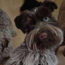 Kuromi - Miniature Schnauzer