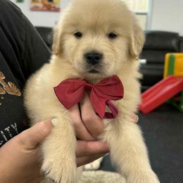 Boy 2 - Golden male Golden Retriever puppy in Edgerton, Wisconsin from ERSA Acres Golden Retrievers...limited registration only offered