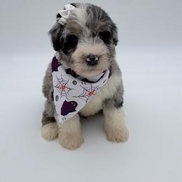Autumn - Blue merle female Aussiedoodle puppy in Cartersville, Georgia from Simply Blessed Doodles