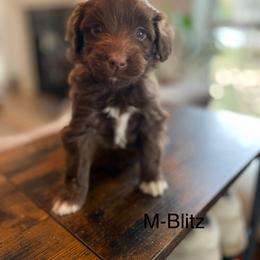 Blitz - Brown and white male Aussiedoodle puppy in Strasburg, Pennsylvania from Still Water Puppies