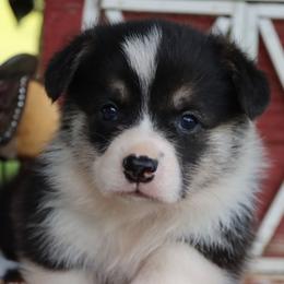 Blossom - Black and tan female Pembroke Welsh Corgi puppy in Pollock, Missouri from Northstar