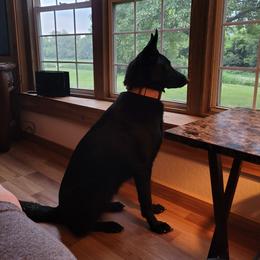 Faye - Black female German Shepherd puppy in Orrick, Missouri from Schultz's Premium German Shepherds