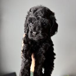 Atlas - Black male Cavapoo puppy in Battle Lake, Minnesota from Panda Puppies