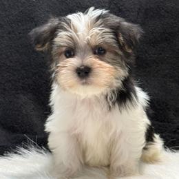 Trey - Parti male Yorkipoo puppy in Lebanon, Kentucky from Mosaic Merle Doodles