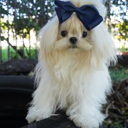 Dollface Ollie 7500 - White male Maltese puppy in Miami, Florida from Natalias Tiny Chihuahuas