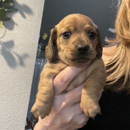 Girl 1 - Red Dachshund puppy in Salem, Oregon from Queen’s  Family Dachshunds