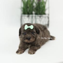 Lady (Teal Collar Female) - Merle female Cavapoo puppy in Republic, Missouri from Red Skye Puppies
