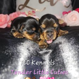 Yorkshire Terrier Puppies from TLC Kennels TenderLittleCuties