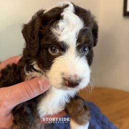 Waffle - Brown and white female Aussiedoodle puppy in Cassville, Wisconsin from Storyside Kennels