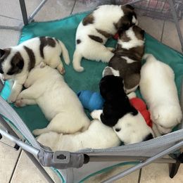 Akita Puppies from Gloe Akita's